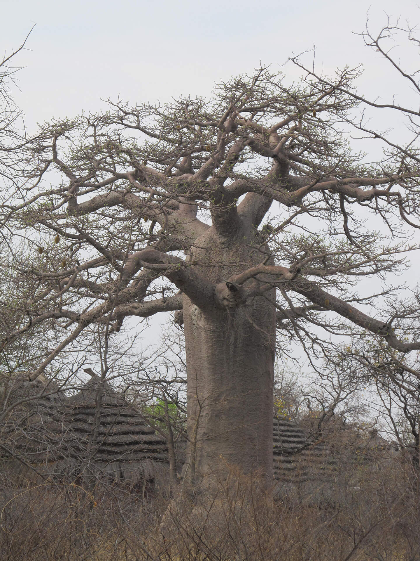 Baobab Affenbrotbaum in Botswana