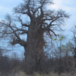 Baobab Affenbrotbaum in Botswana
